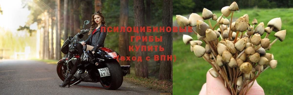 PSILOCYBIN Бугульма
